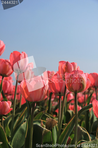 Image of Pink tulips and a blue sky