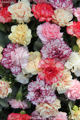 Image of Pastel carnations