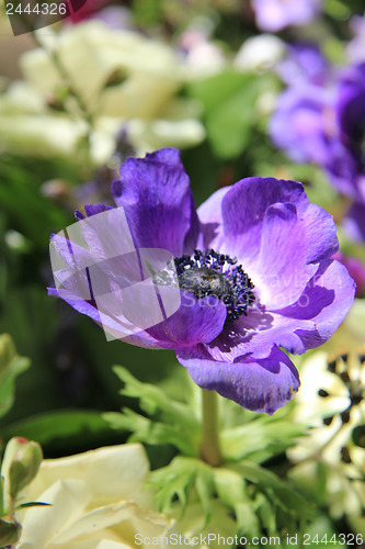 Image of Purple anemone in bridal bouquet