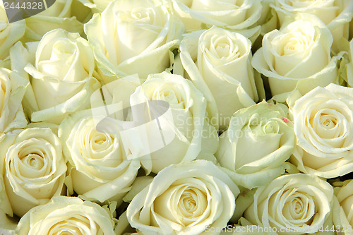 Image of Group of white roses, wedding decorations