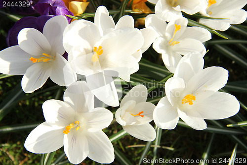 Image of White crocusus in spring sunlight