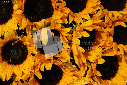 Image of Big group of sunflowers