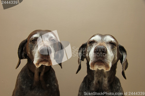 Image of Senior pointer Sisters, almost 13 years old