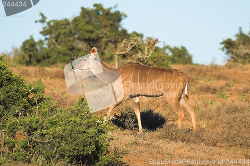 Image of Kudu Female