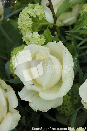 Image of White rose in bridal bouquet