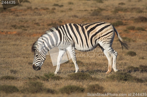 Image of Zebra