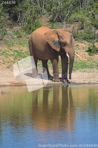 Image of Elephant