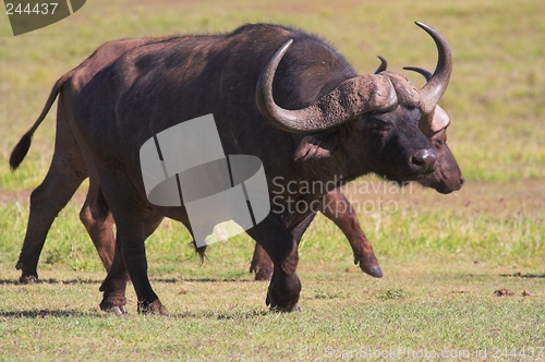 Image of Running Buffalo