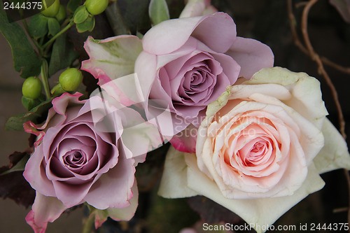 Image of big pink and purple roses