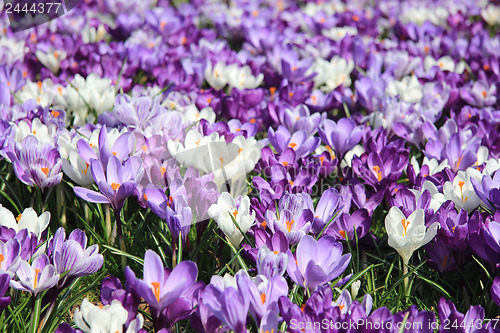 Image of Group of crocuses