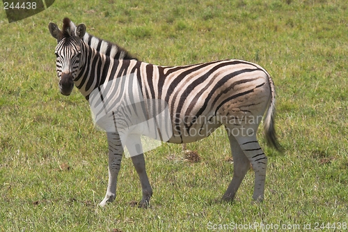 Image of Zebra