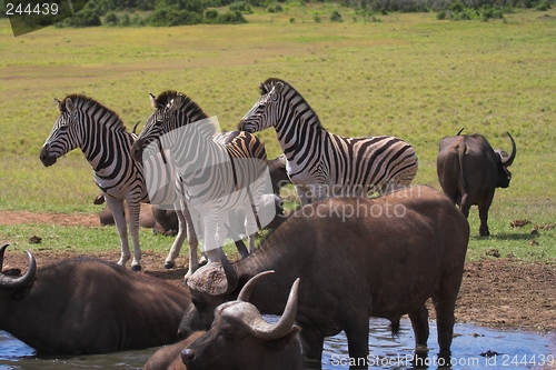 Image of Zebra & Buffalo