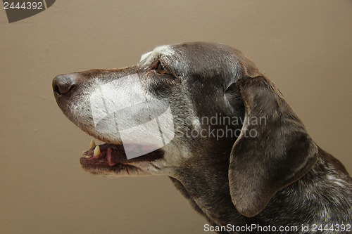 Image of German shorthaired pointer, female