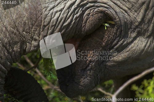 Image of Elephant mouth