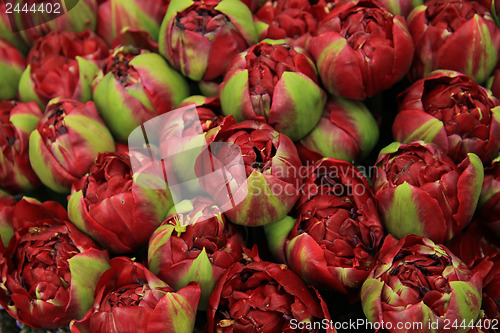 Image of Deep red peony buds