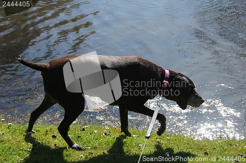 Image of German shorthaired pointer, female, wet after swimming in a pond