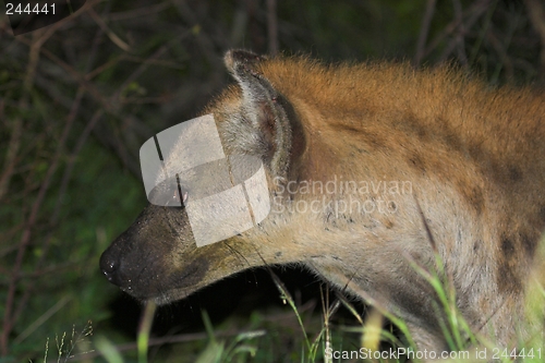 Image of Hyaena