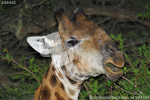 Image of Feeding Giraffe