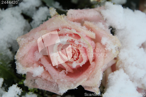 Image of Snow covered pink rose