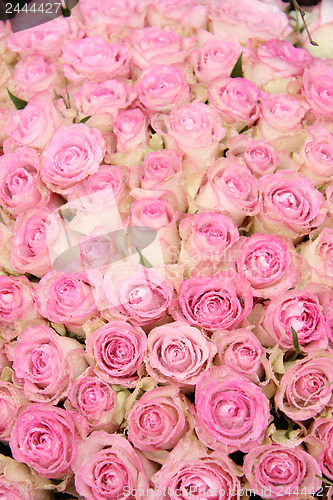 Image of Pink roses in a group