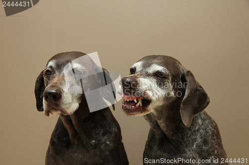 Image of Senior pointer Sisters, almost 13 years old