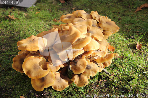 Image of Group of mushrooms