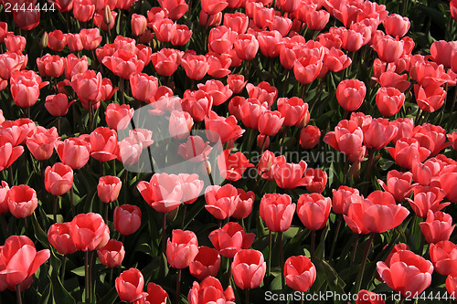 Image of Pink tulips