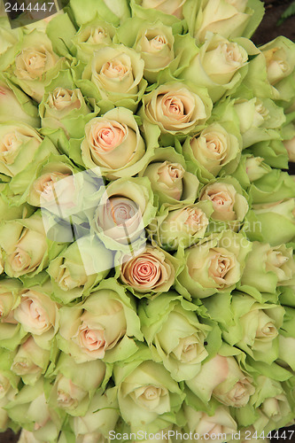 Image of Pale pink roses in a wedding arrangement