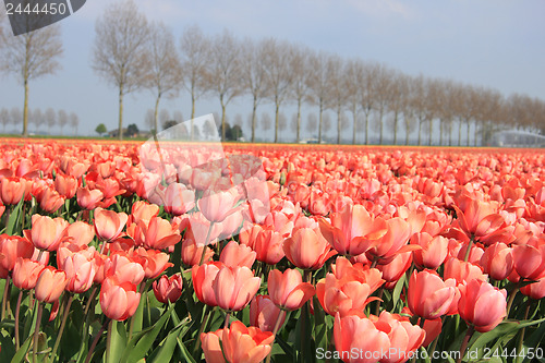 Image of Pink tulips