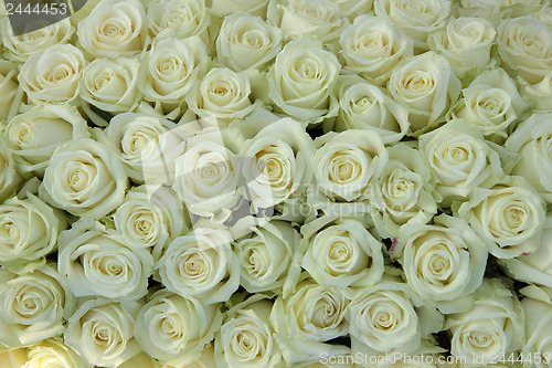 Image of Group of white roses, wedding decorations