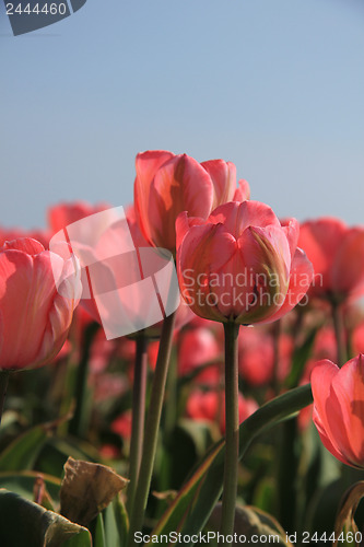 Image of Pink tulips and a blue sky