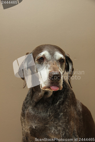 Image of German shorthaired pointer, female