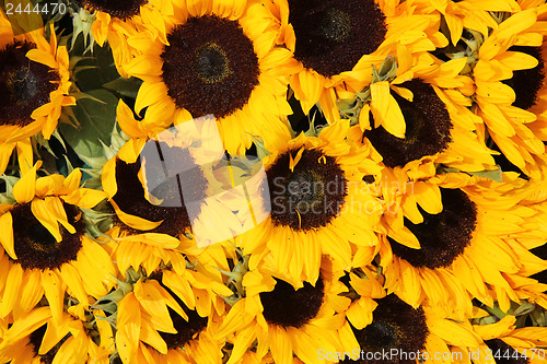 Image of Big group of sunflowers