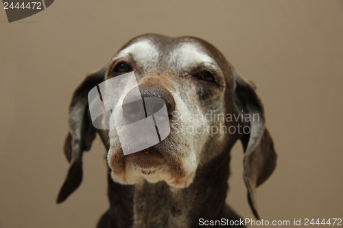 Image of German shorthaired pointer, female