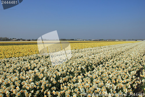 Image of White and yellow daffodils