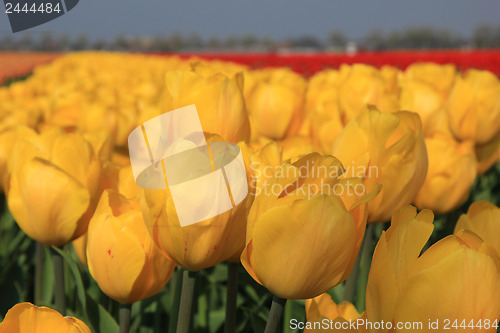 Image of yellow tulips in a field