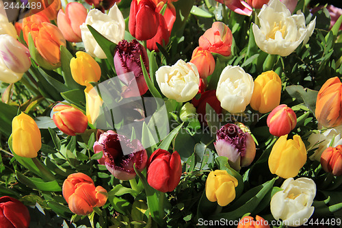 Image of Mixed tulip bouquet