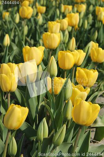 Image of yellow tulips in a field
