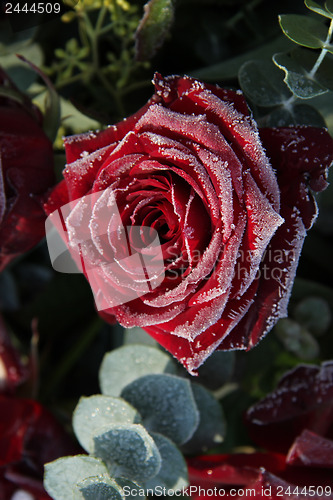 Image of Frosted red rose