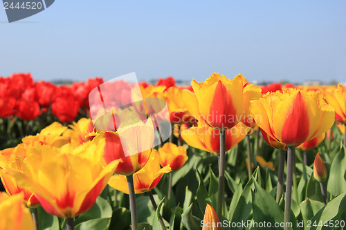Image of yellow and red tulips in a field