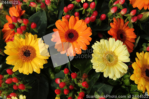 Image of yellow and orange gerberas