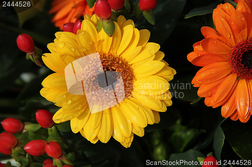 Image of yellow and orange gerberas