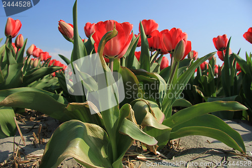Image of Red tulips in a field