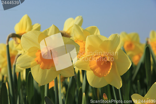 Image of Yellow daffodils in a field