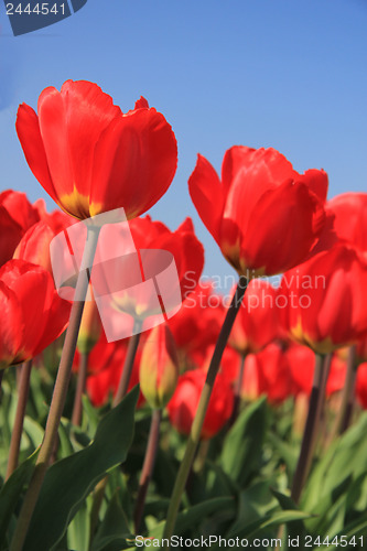 Image of Red tulips in a field