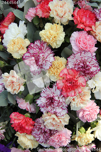 Image of Pastel carnations
