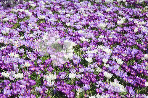 Image of Group of crocuses