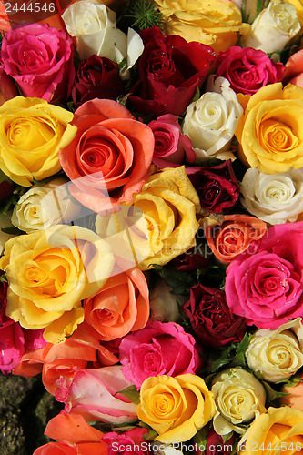 Image of Multicolored roses 