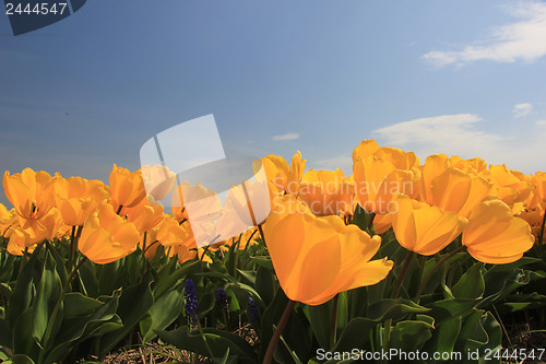 Image of bright yellow tulips growing in a field