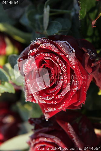 Image of Frosted red rose